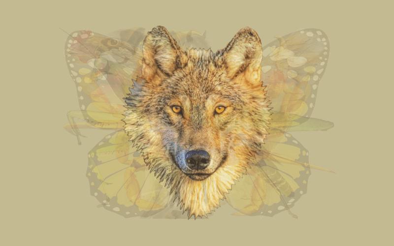 Con vật đầu tiên nhìn thấy tiết lộ chính xác phẩm chất đáng quý nhất của bạn-6