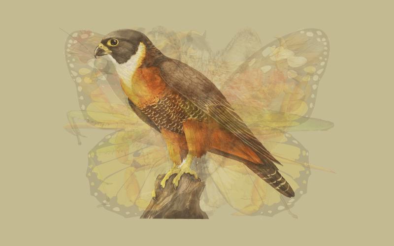 Con vật đầu tiên nhìn thấy tiết lộ chính xác phẩm chất đáng quý nhất của bạn-8