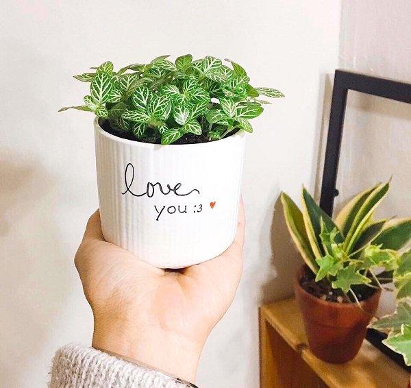 Ý nghĩa phong thủy và cách chăm sóc cây cẩm nhung cho người bận rộn-3