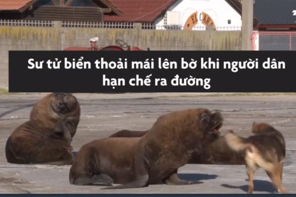 Chim cánh cụt châu Phi đi dạo trên đường phố không người-1