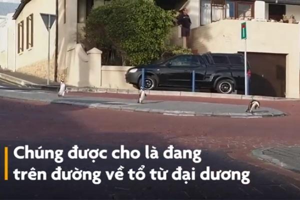 Đại lộ baobab nghìn năm tuổi tráng lệ nhất châu Phi-1