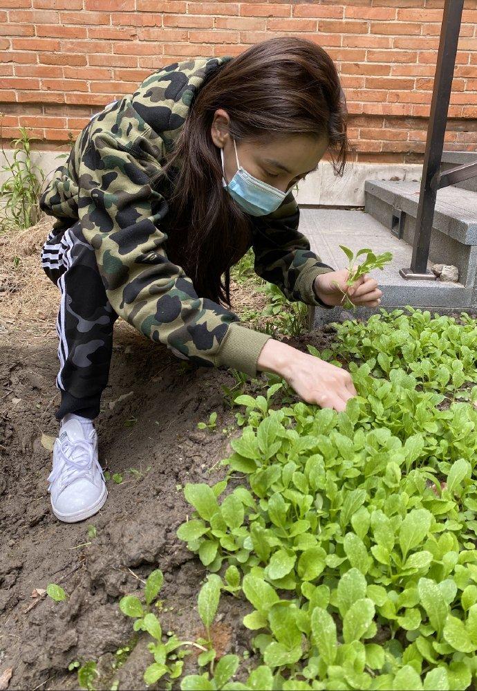 Sở hữu khối tài sản hàng trăm triệu USD, Angela Baby vẫn tự tay trồng rau sạch tại gia-1
