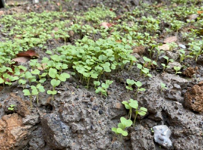 Sở hữu khối tài sản hàng trăm triệu USD, Angela Baby vẫn tự tay trồng rau sạch tại gia-5