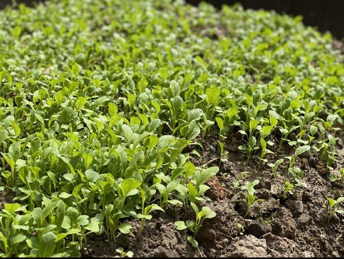 Sở hữu khối tài sản hàng trăm triệu USD, Angela Baby vẫn tự tay trồng rau sạch tại gia-6