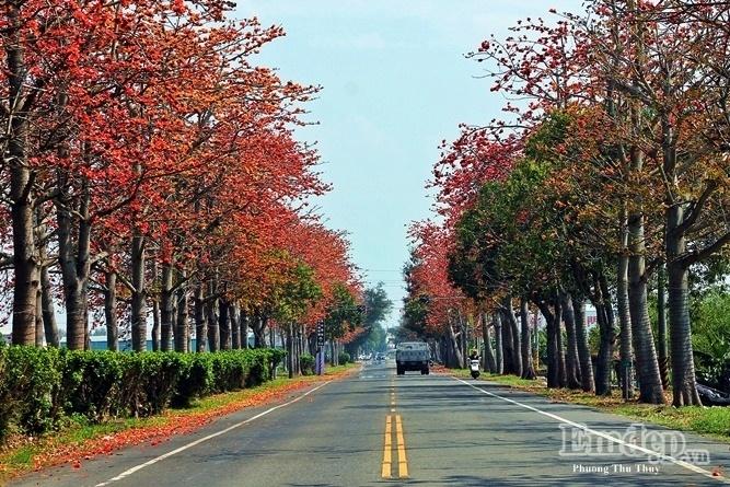 Đến Đài Loan ngắm con đường hoa gạo khoe sắc đỏ rợp trời-1