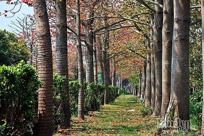 Đến Đài Loan ngắm con đường hoa gạo khoe sắc đỏ rợp trời-2