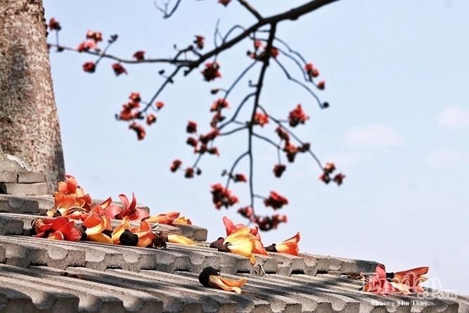 Đến Đài Loan ngắm con đường hoa gạo khoe sắc đỏ rợp trời-3