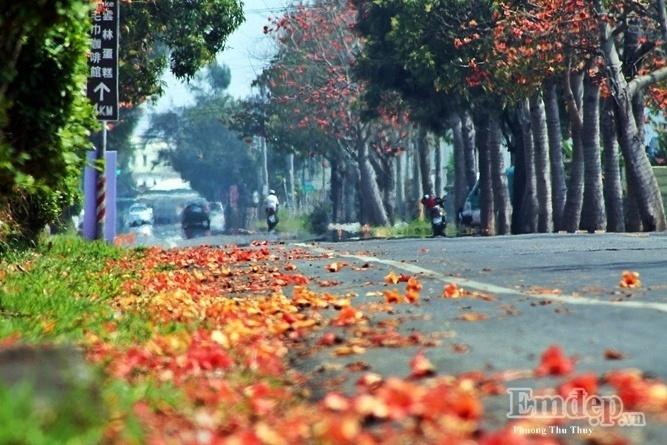 Đến Đài Loan ngắm con đường hoa gạo khoe sắc đỏ rợp trời-4