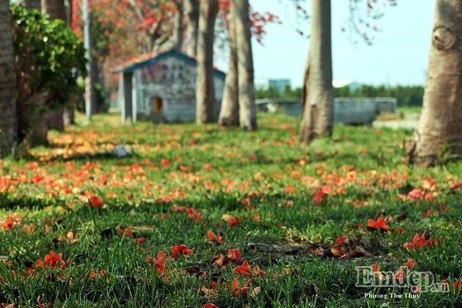 Đến Đài Loan ngắm con đường hoa gạo khoe sắc đỏ rợp trời-5