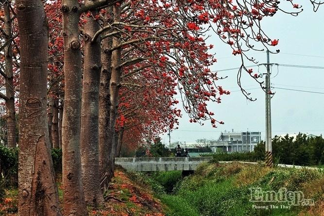 Đến Đài Loan ngắm con đường hoa gạo khoe sắc đỏ rợp trời-6