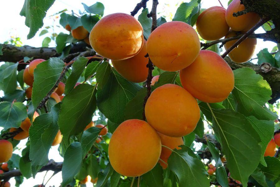 5 giấc mơ báo hiệu giàu sang phú quý sắp bủa vây lấy bạn-3