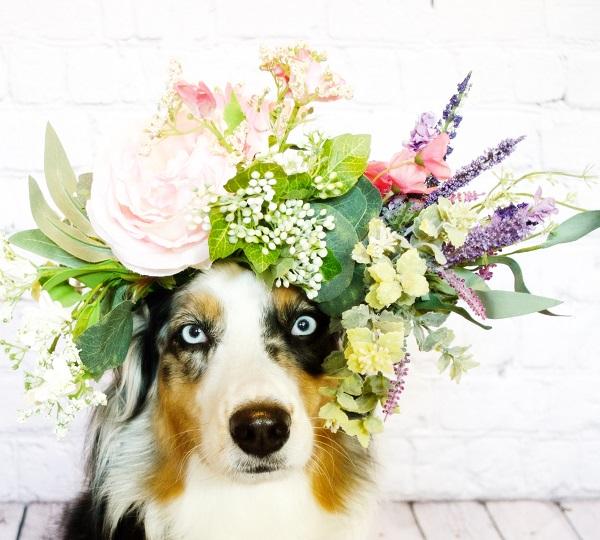 Những con giáp nữ không thể cưỡng lại lời nói ngọt ngào của các chàng trai-3