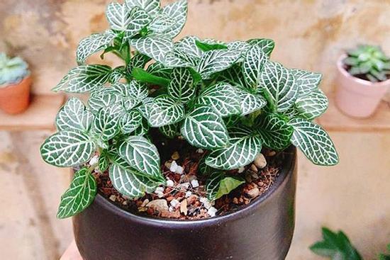 Tại sao mỗi người mệnh Hỏa nên sở hữu 1 cây cẩm nhung, nếu muốn nhận được nhiều may mắn về tài lộc?