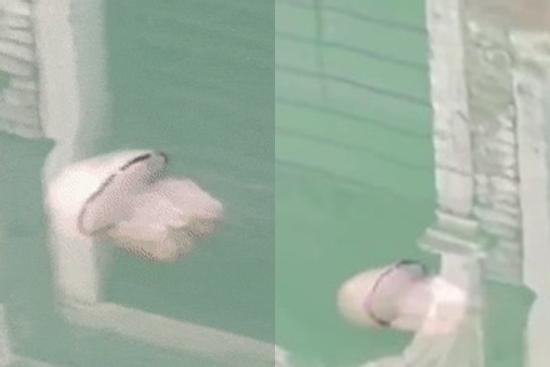 Sứa xuất hiện ở kênh nước Venice trong vắt sau khi phong tỏa Italy