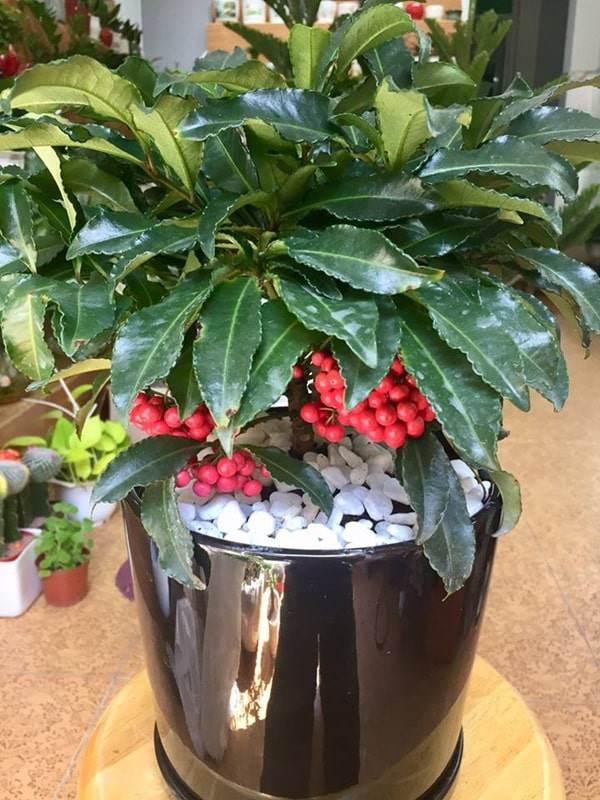 Cây kim ngân lượng có độc không, tuổi nào nên trồng cây kim ngân lượng trong nhà?-2