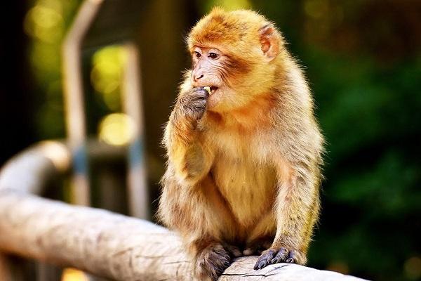 Top những con giáp nam hóng hớt, thường xuyên buôn chuyện thành tam sao thất bản-3