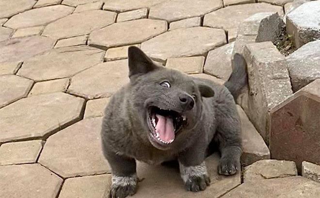 Lộ diện con sen của chú chó Nguyễn Văn Dúi: Đã đẹp trai lại còn siêu giàu-1