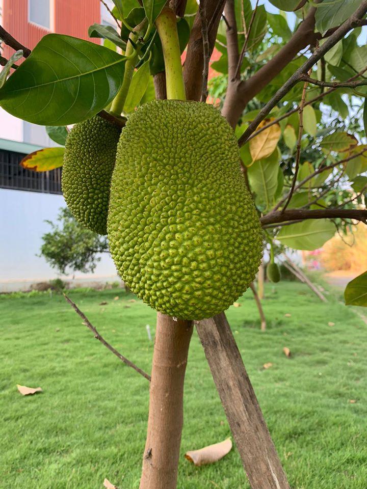 Cuộc sống đời thường giản dị của Ốc Thanh Vân-5