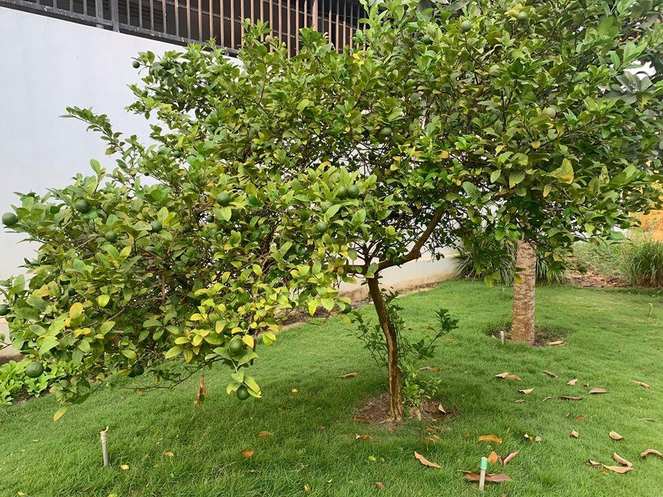 Cuộc sống đời thường giản dị của Ốc Thanh Vân-6