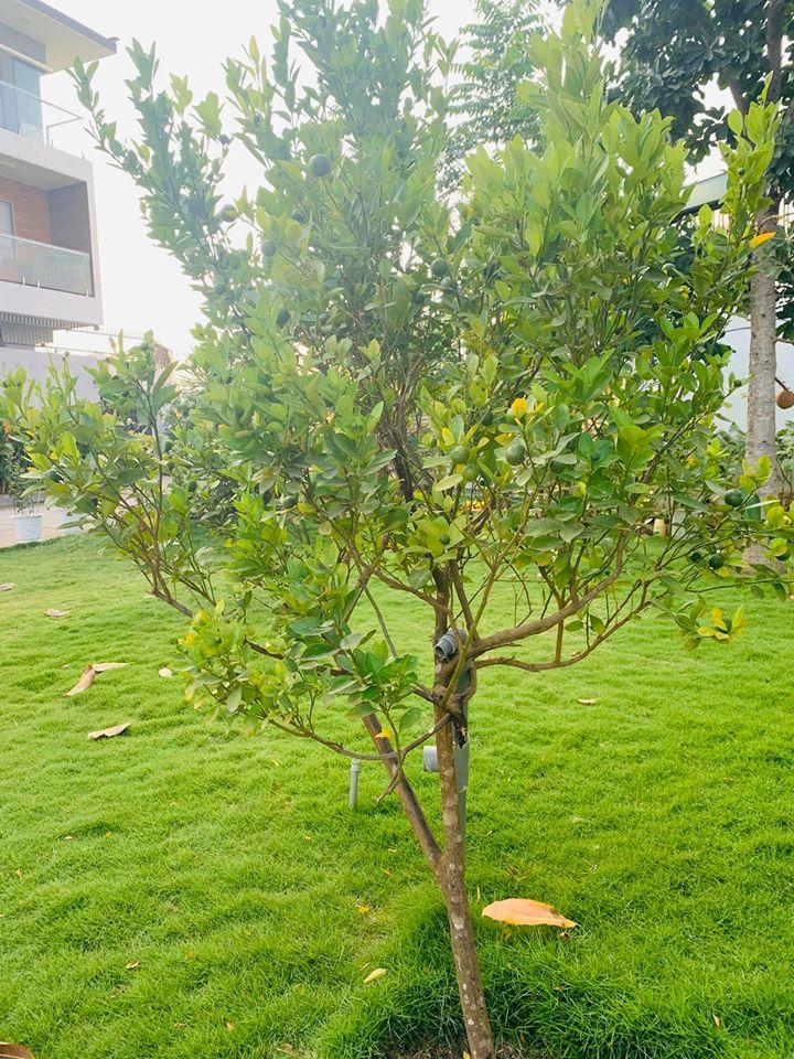 Cuộc sống đời thường giản dị của Ốc Thanh Vân-7