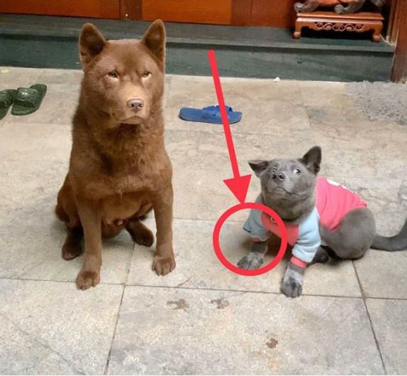 Idol Nguyễn Văn Dúi đeo khẩu trang phòng dịch, nhưng nhìn kĩ có gì đó sai sai: Tối lại bị ngủ ngoài sân rồi boss ơi-2