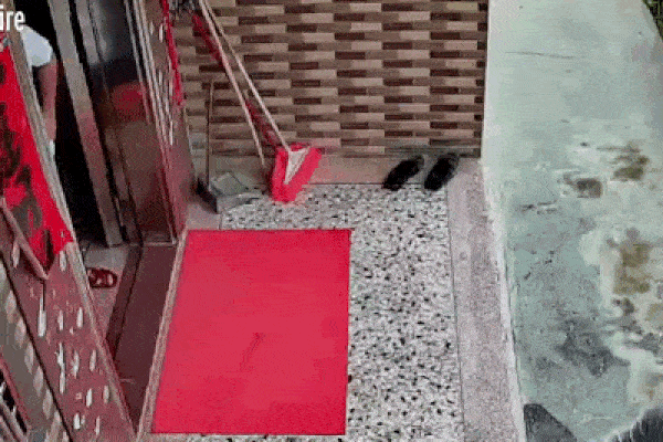 Clip: Bò điên rượt đuổi 2 mẹ con, quậy nát nhà dân ở Thái Bình-1