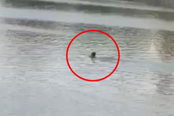 Hà Nội: Chạy xe máy không đội mũ bảo hiểm gặp chốt 141, nam thanh niên sợ hãi nhảy xuống hồ Tây để trốn-1