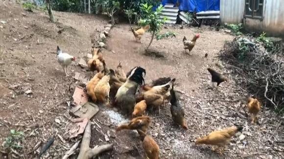 Bà Tưng mặc đồ kín bưng, hái rau, nuôi gà ở quê khác hẳn hình ảnh nổi loạn cách đây gần 7 năm-3