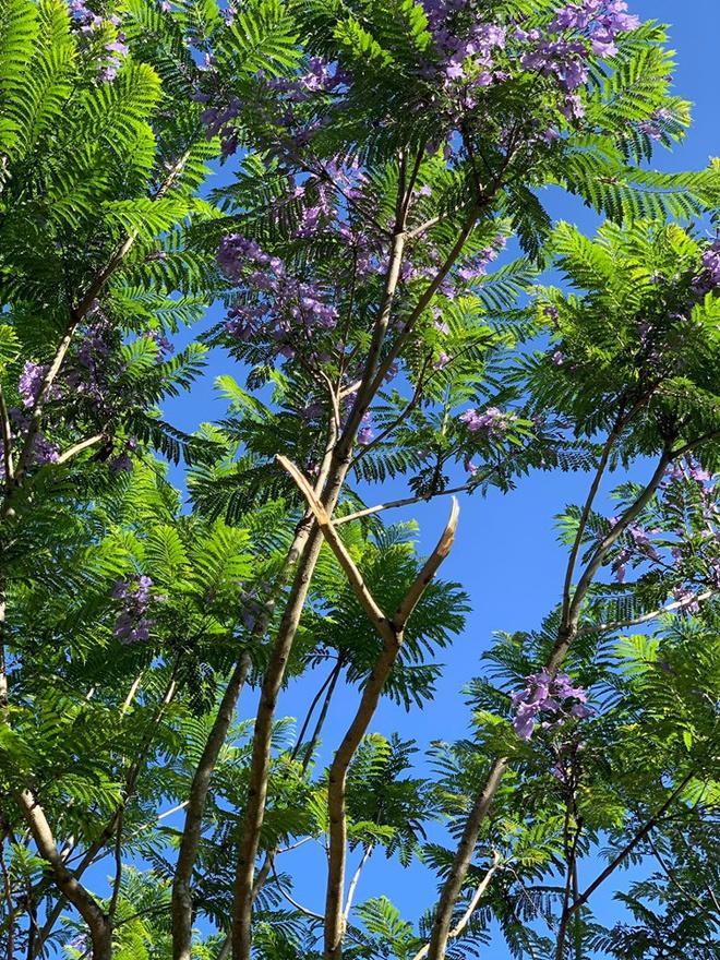 Du khách bẻ phượng tím Đà Lạt gây bức xúc-1