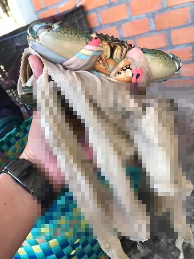 Tốn không ít tiền mua cua biển, anh chàng lại cạch không ăn khi mục sở thị chiếc dây buộc kinh dị-1