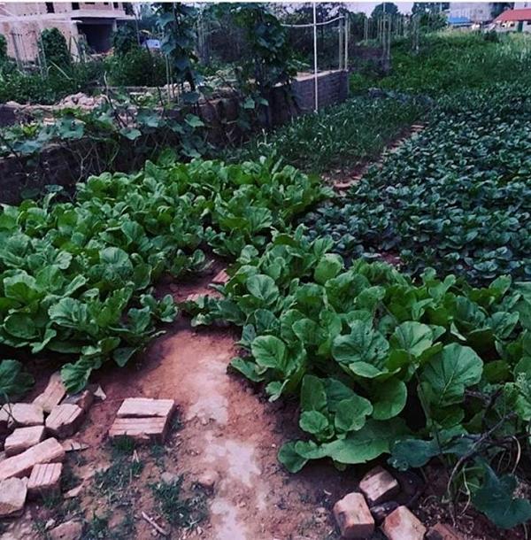 Ngoài ra, nữ ca sĩ còn tự ươm chanh leo, dưa lê, dưa hấu... và nhiều loại rau như mồng tơi, muống,... để cung cấp rau sạch cho gia đình.