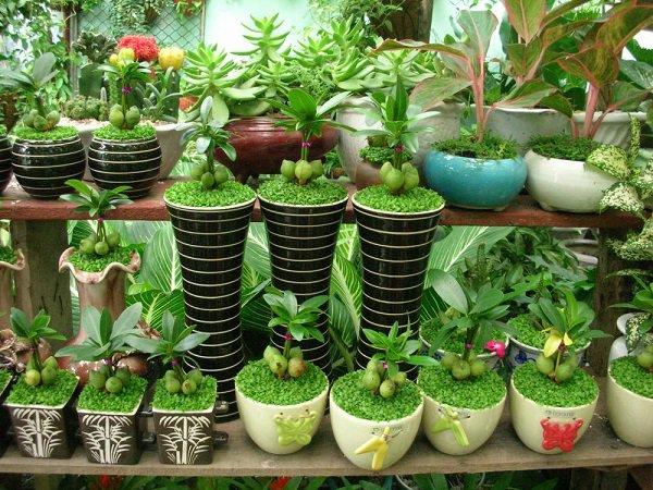 Cây tài lộc còn được gọi là cây Thần Tài, đặt ở đâu lộc chảy về chỗ đó-3