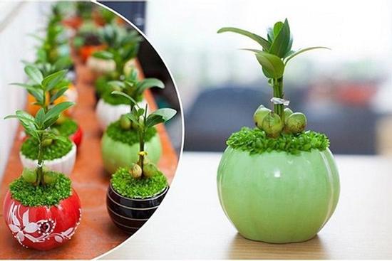 Cây tài lộc còn được gọi là cây 'Thần Tài', đặt ở đâu lộc chảy về chỗ đó