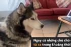 Hai chú chó 'nói chuyện' qua video call vì không thể đi chơi cùng nhau