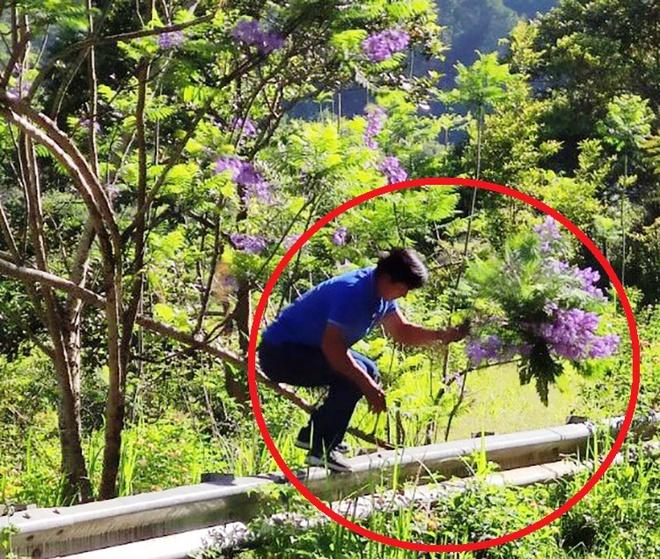 Người đàn ông bẻ hoa phượng tím ở Đà Lạt khai gì?-1
