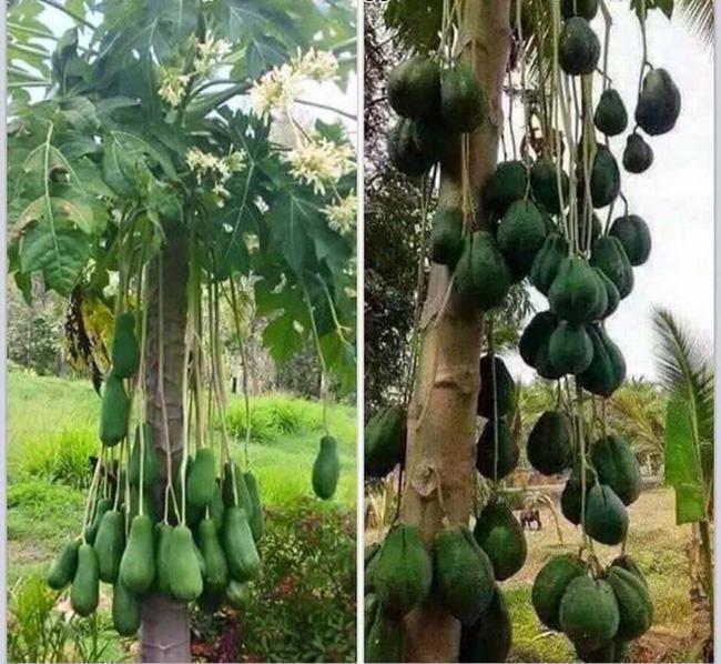 Cây đu đủ cằn cỗi dồn hết sinh lực nuôi trái duy nhất, nhìn quả siêu to khổng lồ dân mạng phán: Sẽ ngon ngọt lắm đây-5