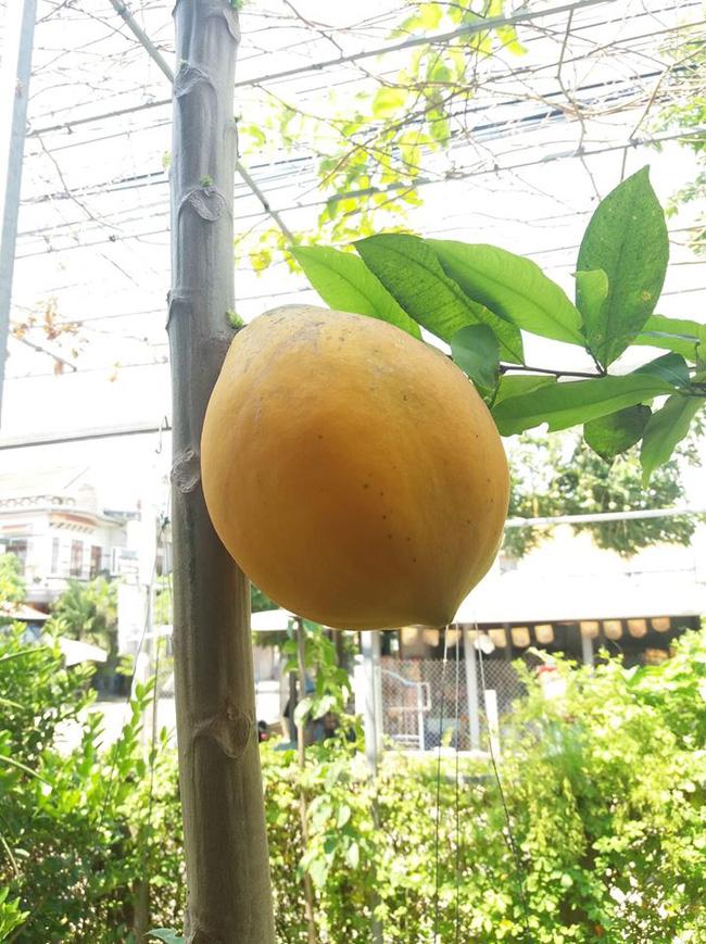 Cây đu đủ cằn cỗi dồn hết sinh lực nuôi trái duy nhất, nhìn quả siêu to khổng lồ dân mạng phán: Sẽ ngon ngọt lắm đây-3