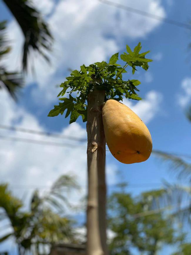 Cây đu đủ cằn cỗi dồn hết sinh lực nuôi trái duy nhất, nhìn quả siêu to khổng lồ dân mạng phán: Sẽ ngon ngọt lắm đây-1