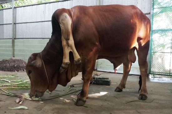 Bò 6 chân, 2 chân mọc ra từ cổ