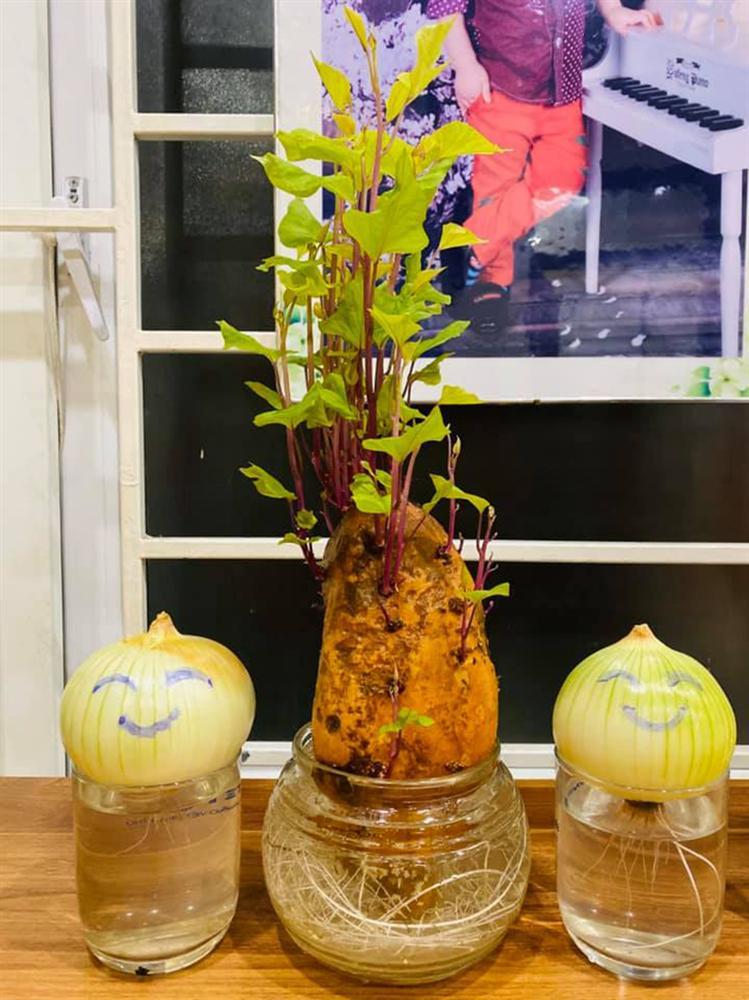 Cư dân mạng hào hứng khoe cảnh rau củ tỉnh ngủ, bật mầm xum xuê sau thời gian nghỉ dịch bị lãng quên-5