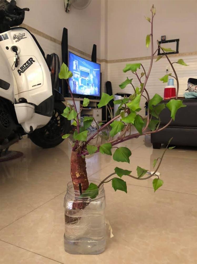 Cư dân mạng hào hứng khoe cảnh rau củ tỉnh ngủ, bật mầm xum xuê sau thời gian nghỉ dịch bị lãng quên-8