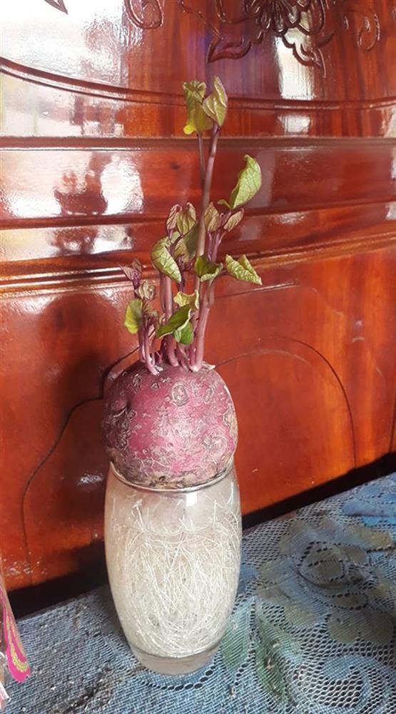 Cư dân mạng hào hứng khoe cảnh rau củ tỉnh ngủ, bật mầm xum xuê sau thời gian nghỉ dịch bị lãng quên-10