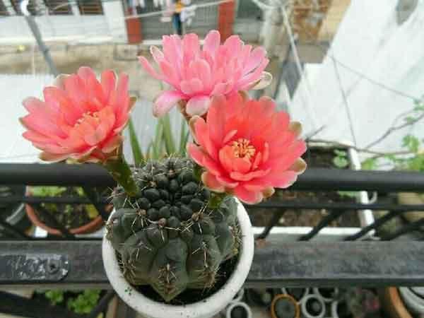 5 loại cây, hoa chớ nên đặt trong nhà-1