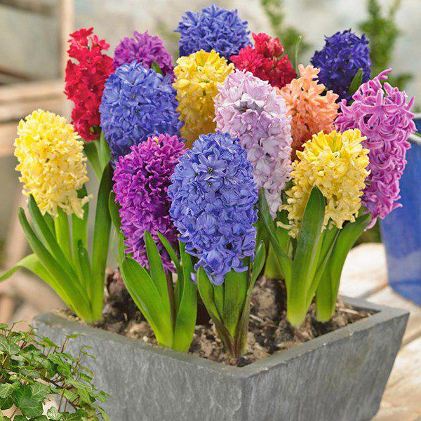 5 loại cây, hoa chớ nên đặt trong nhà-3