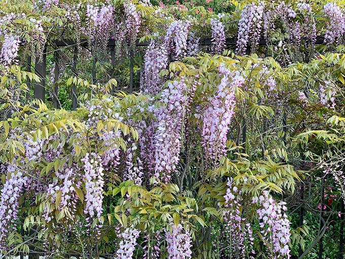 Khu vườn như công viên trong nhà Diệu Hương ở Mỹ-9