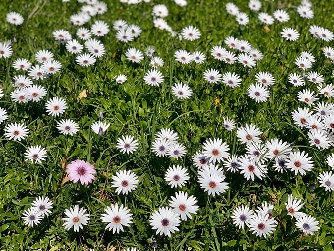 Khu vườn như công viên trong nhà Diệu Hương ở Mỹ-10