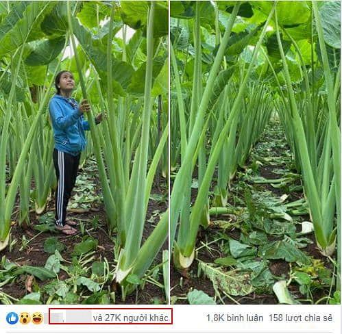 Hình ảnh cây dọc mùng siêu to khổng lồ cao hẳn 2 mét nhận bão like từ dân mạng-1