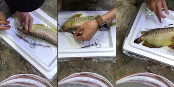 Chàng trai đem con cá mấy chục triệu ra nghịch, cắt mắt rồi cắt vây khiến dân mạng bất bình nhưng sự thật bất ngờ phía sau khiến ai nấy đều ngã ngửa-1