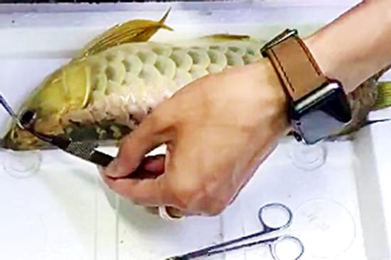 Chàng trai đem con cá mấy chục triệu ra 'nghịch', cắt mắt rồi cắt vây khiến dân mạng bất bình nhưng sự thật bất ngờ phía sau khiến ai nấy đều ngã ngửa