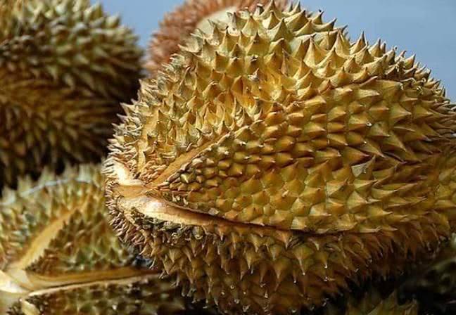 Mua sầu riêng, đừng dại chọn quả đực, quả cái mới ngọt ngon và nhiều thịt-2